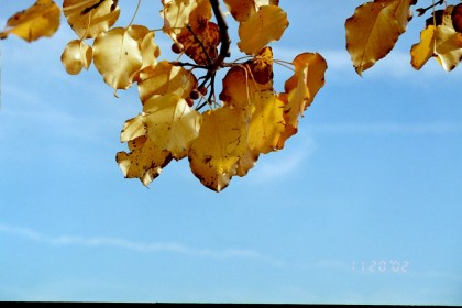 Sky and Leaves