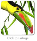 Keel-Billed Toucan